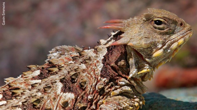 Coastal horned lizard perches on a rock.