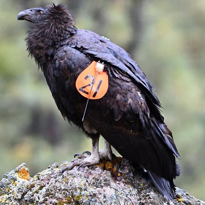 Condors with orange wing tags.