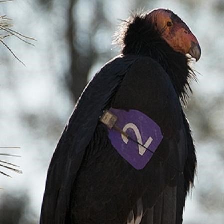 Condors with purple tags on their wings