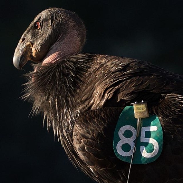 Condors with green tags on their wings.