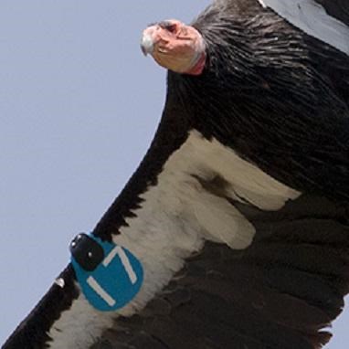 Condors with blue tags on their wings