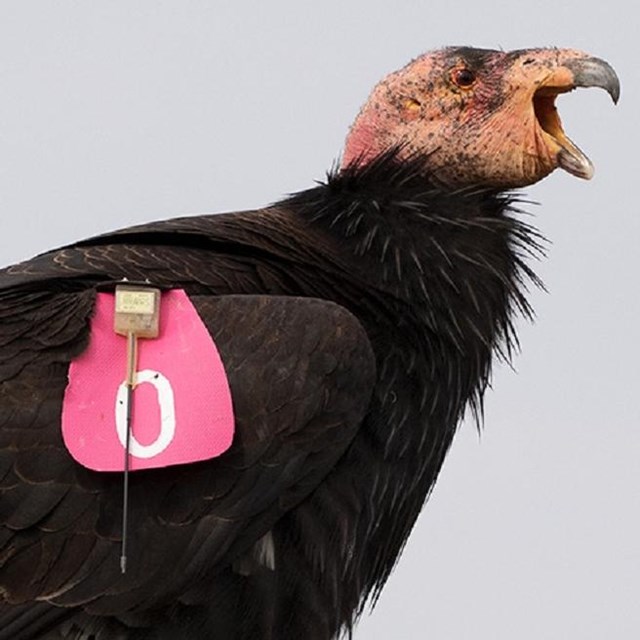 Condors with pink tags on their wings.