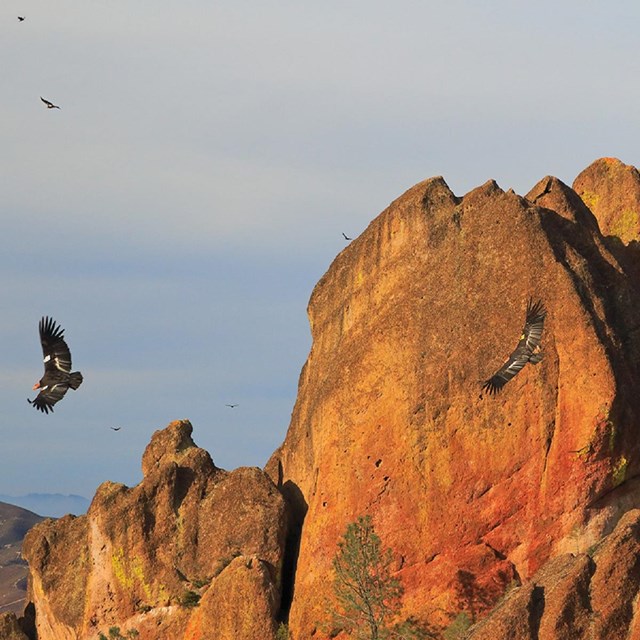 Condors flying in the High Peaks.