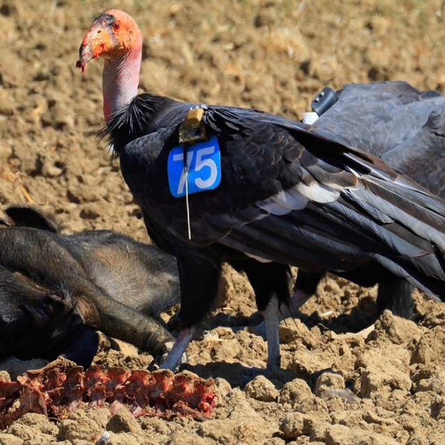 Condor feeding.