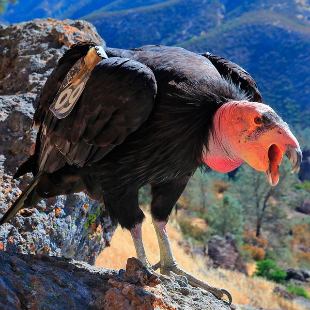 Condor with beak open.
