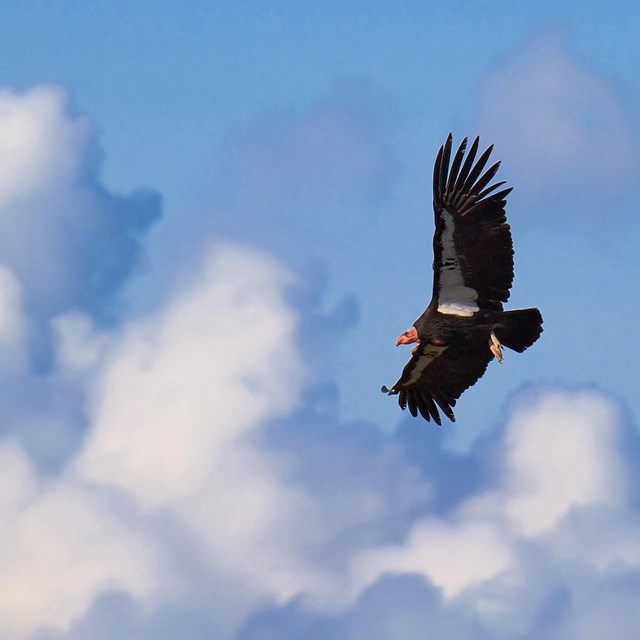 Condor flying.