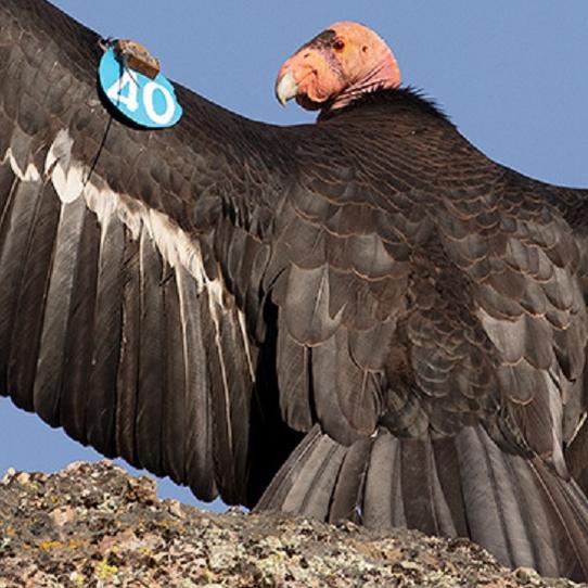 Condors with blue tags on their wings