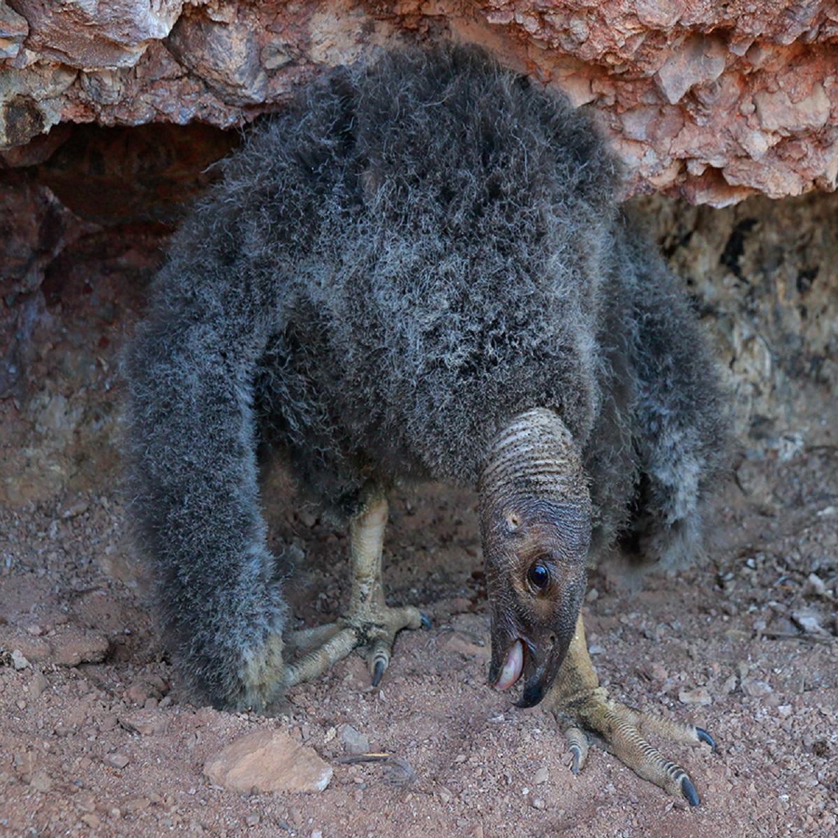 Condor chick in nest.