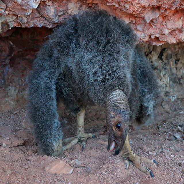 Condor chick in nest.