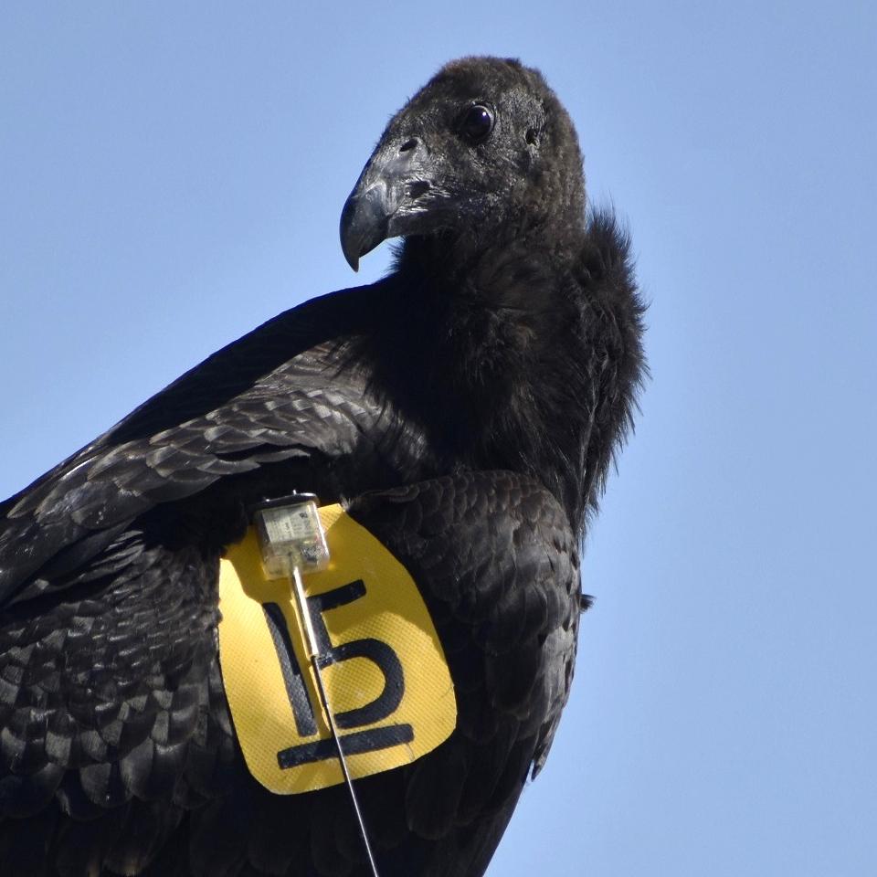 Condors with yellow tags