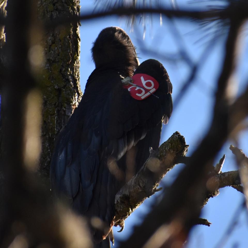 condors with red tags
