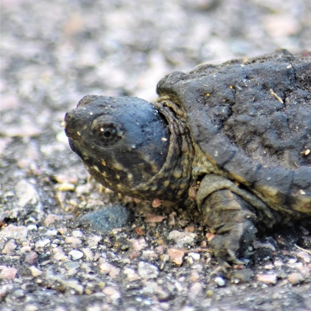 Baby snapping turtle