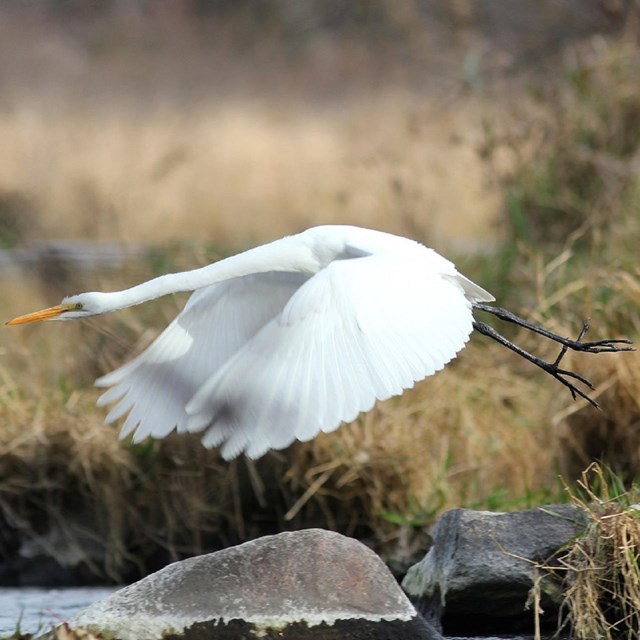 Great egret in flight