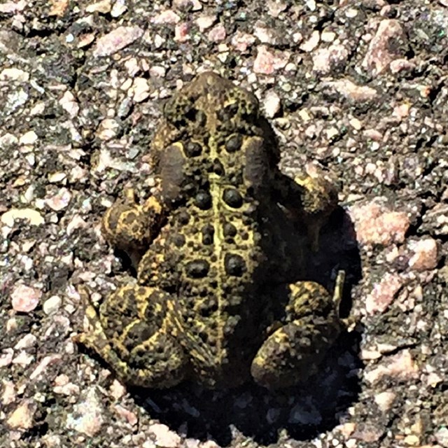 American Toad