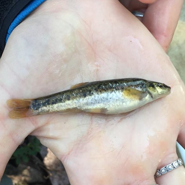 A small fish in a palm