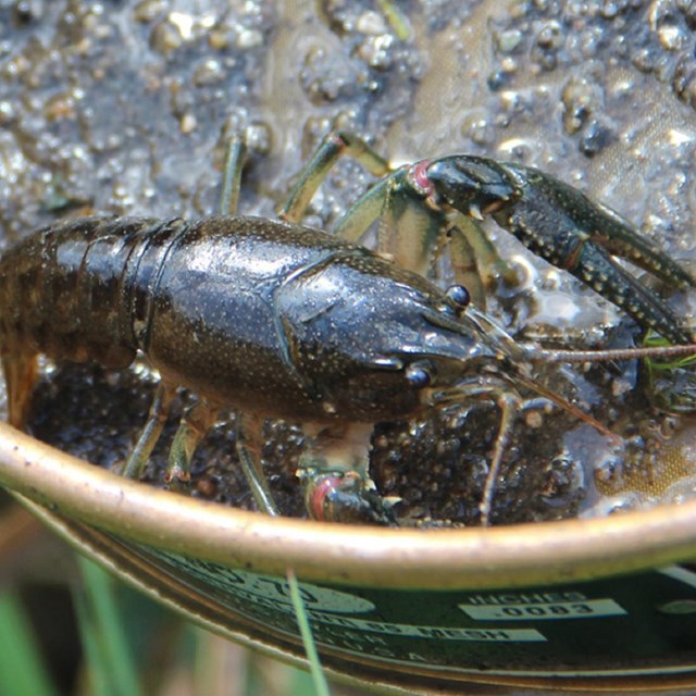 A crayfish