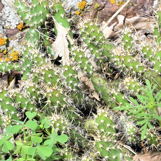 Cacti along a rock wall