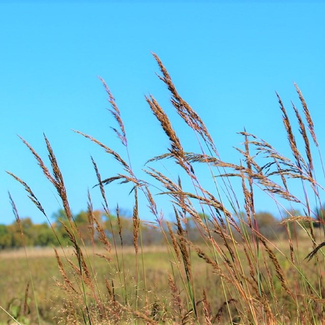 field of yellow tallgrass under a blue sky
