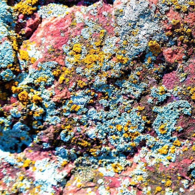 colorful lichen on a rock
