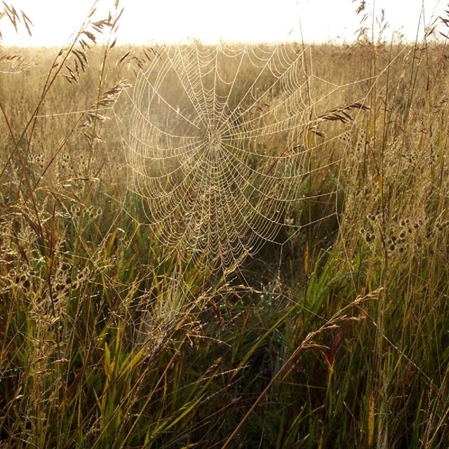 spider web in tallgrass at sunrise