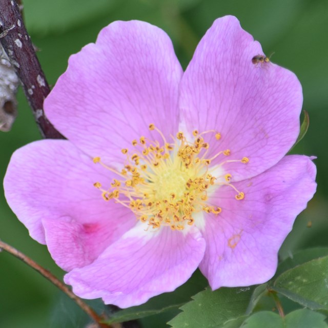 A prairie rose
