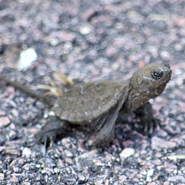 Baby turtle