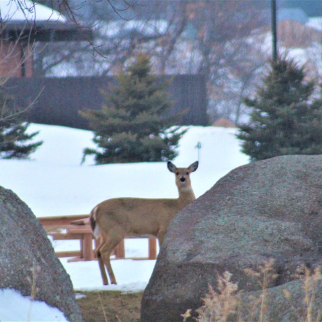 A deer peeking out from behind a rock