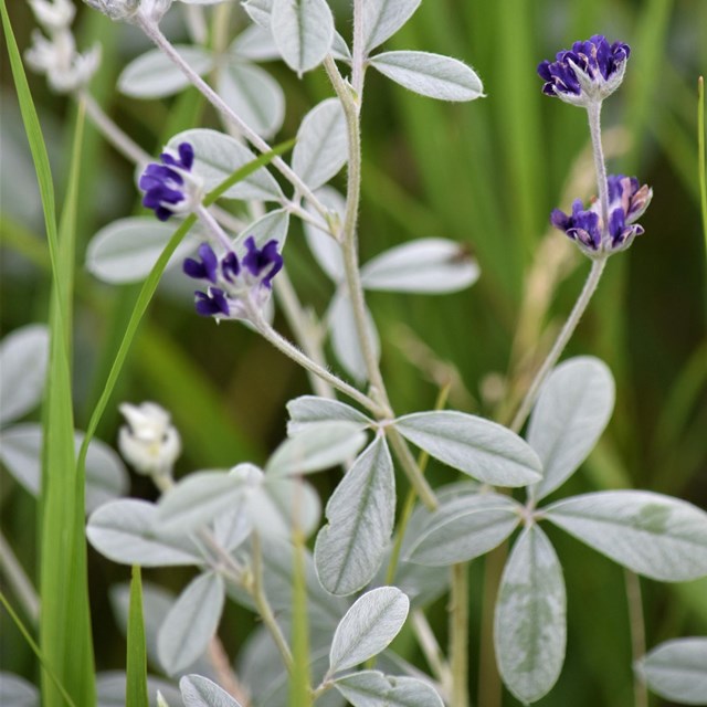 Plants with silver leaves and deep purple blooms