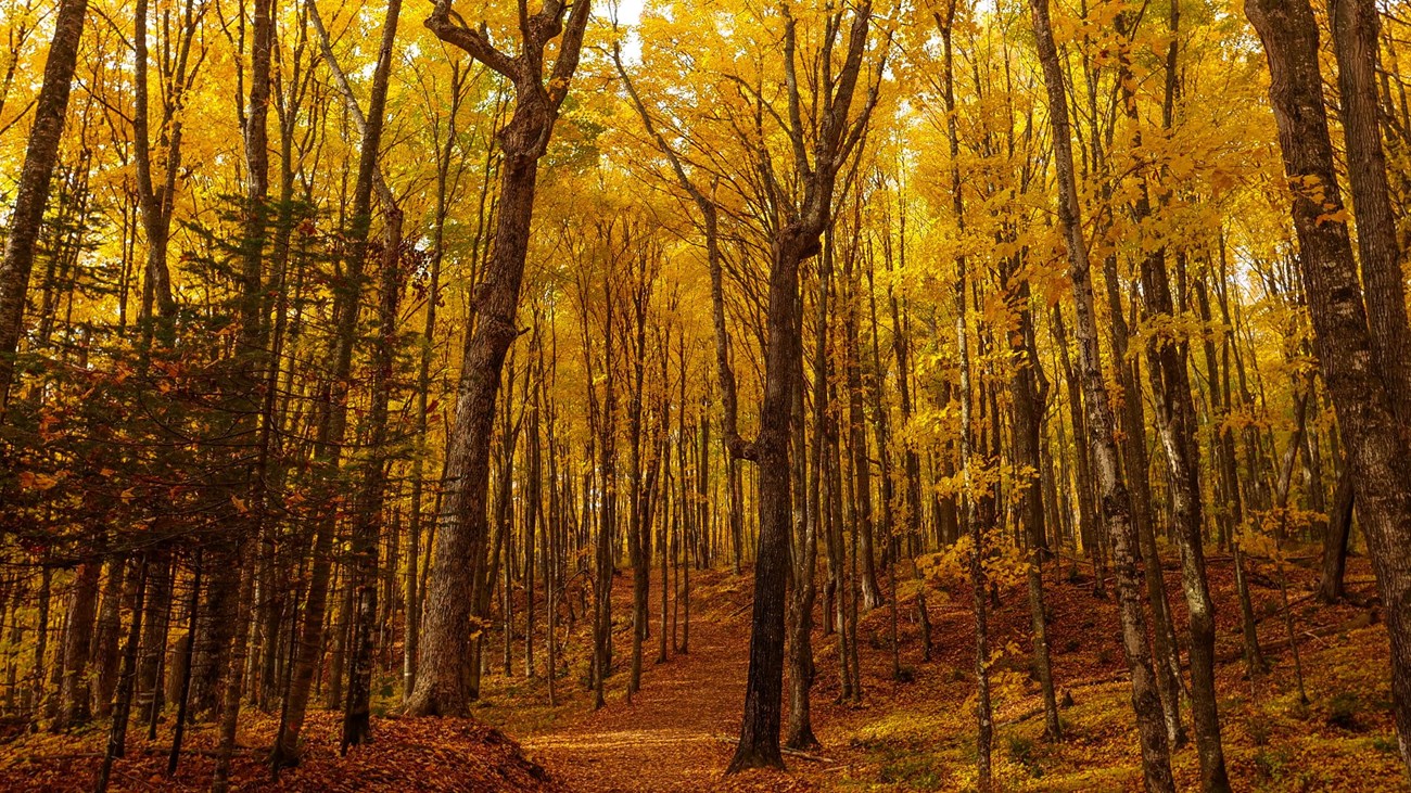 Tall trees with golden foliage line a leaf-covered trail