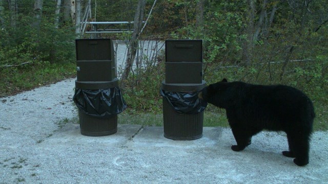 A trail camera photo of a bear sniffing one of two trash cans.