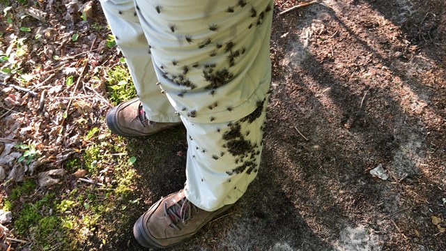 Legs wearing long white hiking pants and hiking boots. The pants are covered in black flies. 
