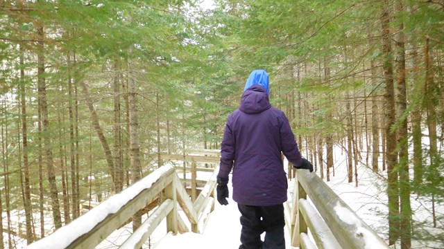 A person in a purple coat and blue hat walks away from the camera on a boardwalk surrounded by trees