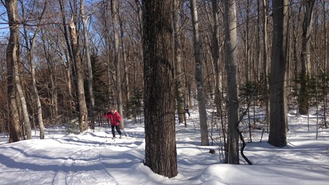 Cross Country Skier winding his way through the trees on one of the park's many groomed ski trails.