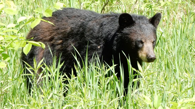 A black bear with a tan snout walks through tall green grass. 