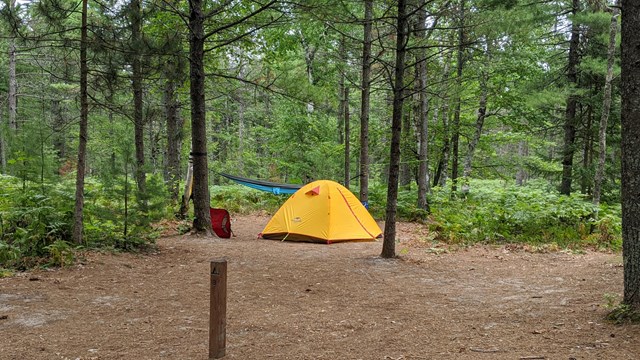 A lone yellow tent at a campsite in a clearing between pine trees.