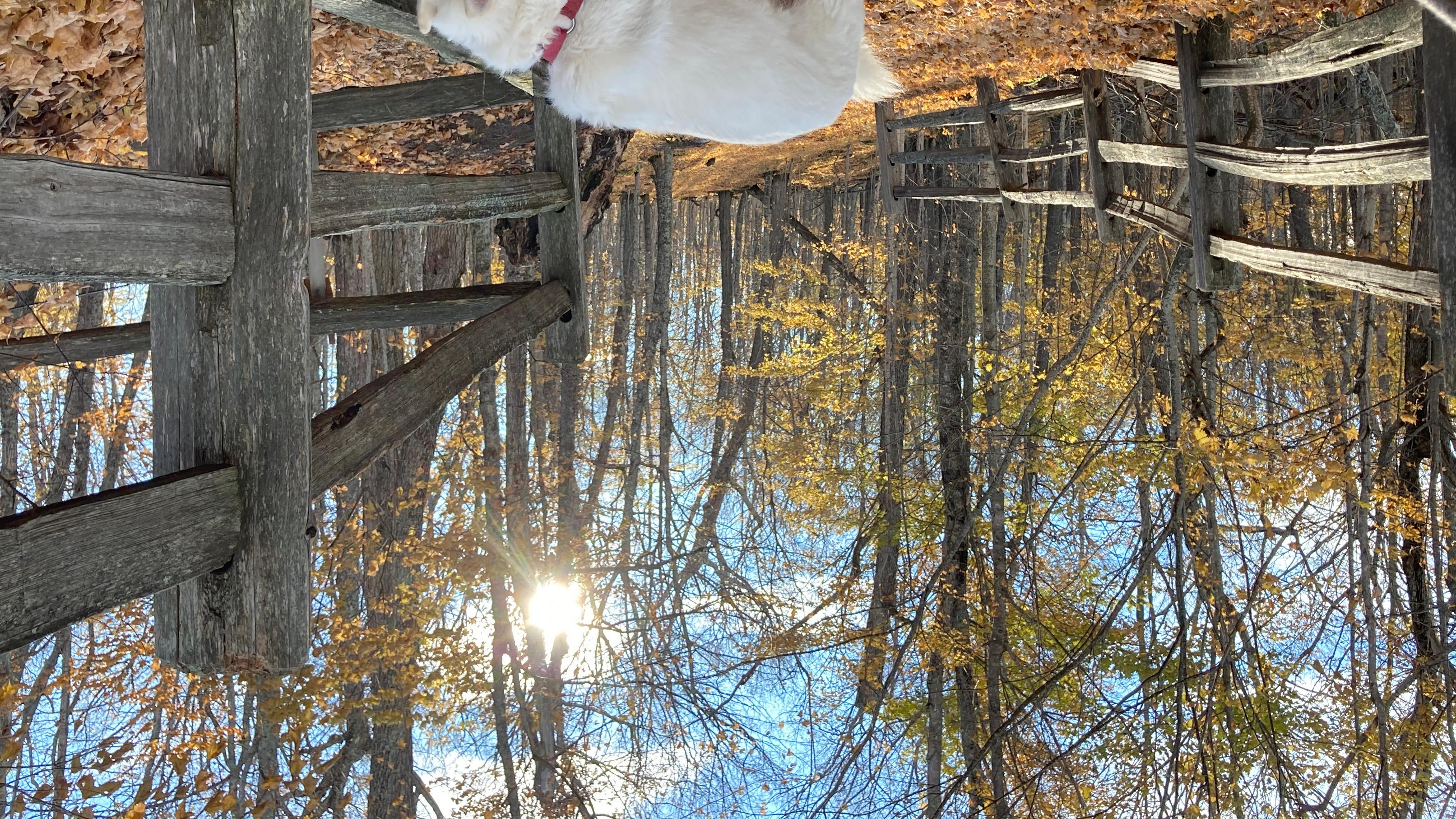 A white dog with a red collar attached to a leash leading towards the viewer sniffs a fence in fall
