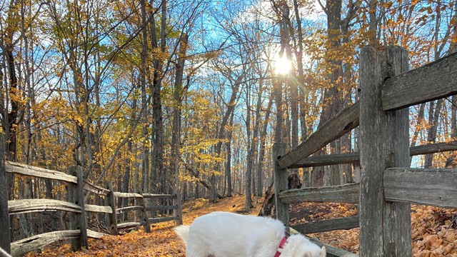 A white dog with a red collar attached to a leash leading towards the viewer sniffs a fence in fall
