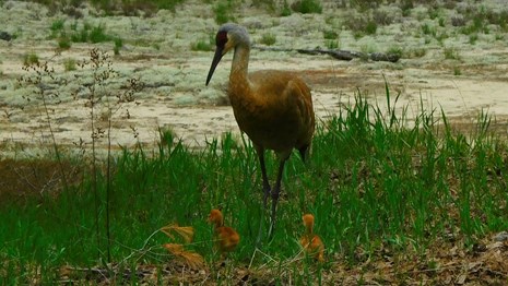 Adult sandhill crane with two babies.