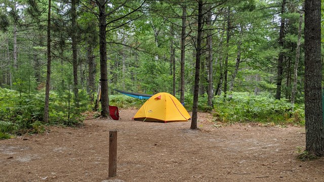 A yellow tent is in a small clearing surrounded by trees.