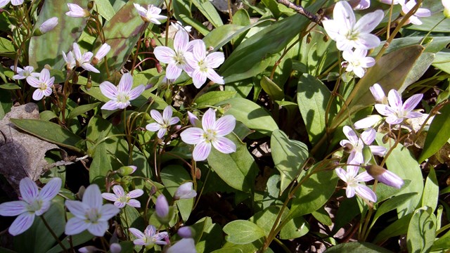 Small light pink flowers with green foliage.