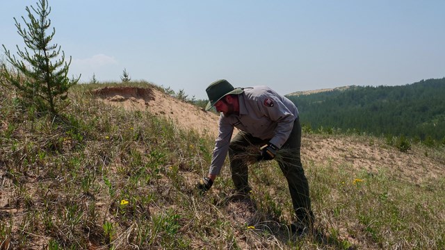 An employee pulls weeds in the dunes.