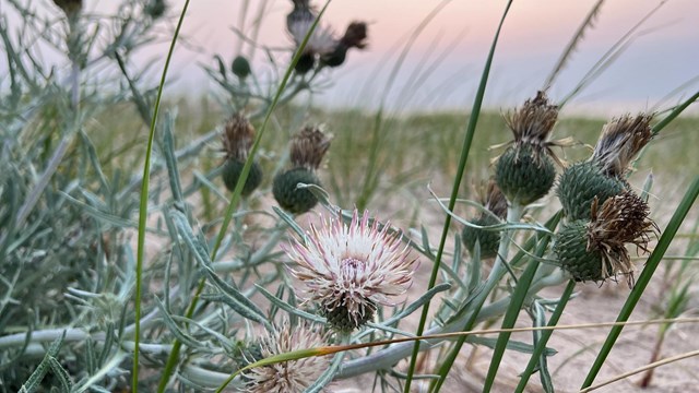 Several thistle flowers, most of which are going to seed. A few in the foreground are blooming 
