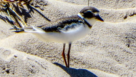 Semipalmated Plover / Photo Courtesy of H.I. Minor