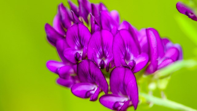 Beach Pea / Photo Courtesy of H.I. Minor