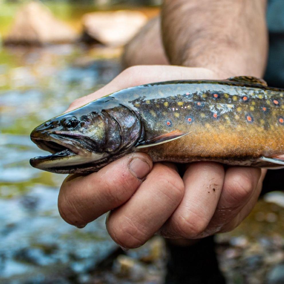 A pair of hands holds a colorful, spotted trout above a rocky river