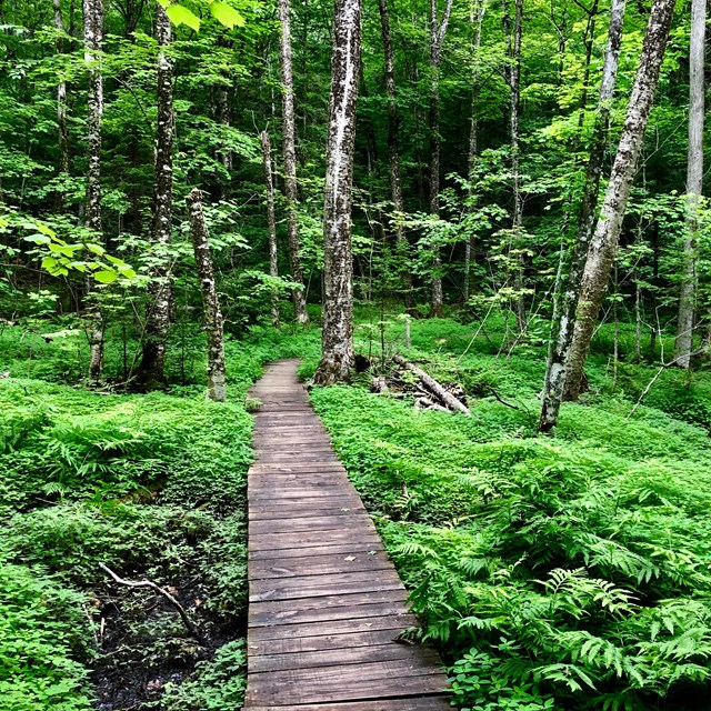 Boardwalk path leads through a lush green summer forest