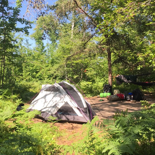 Tent set up at a remote forest site in the backcountry