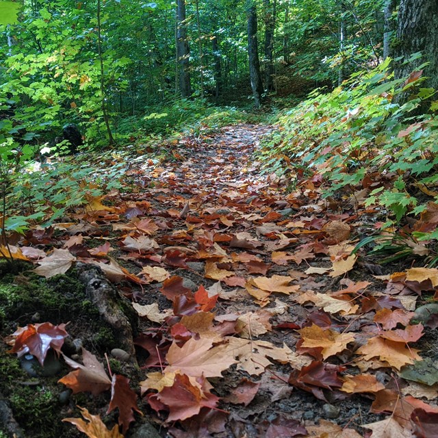 Colored leaves cover the path of an autumn forest trail.