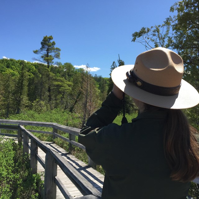 A park ranger wearing a flat hat looks down a wooden boardwalk with binoculars
