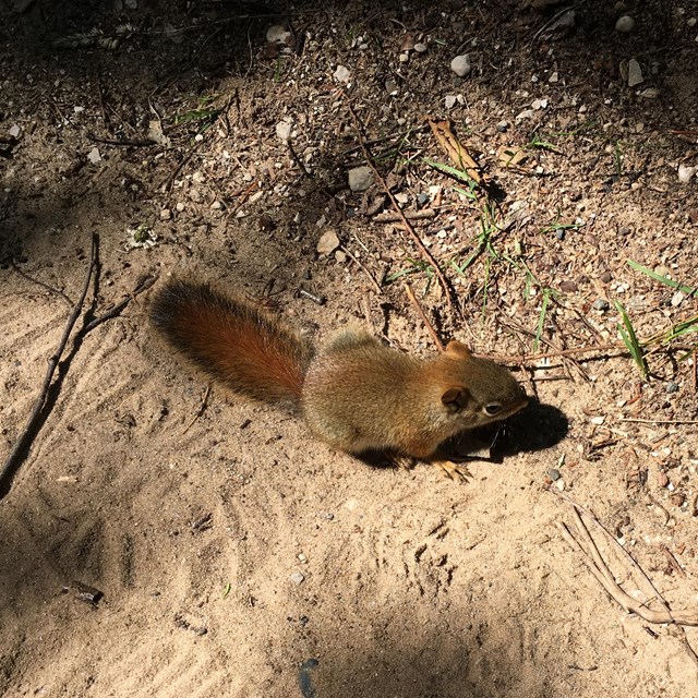 Red squirrel